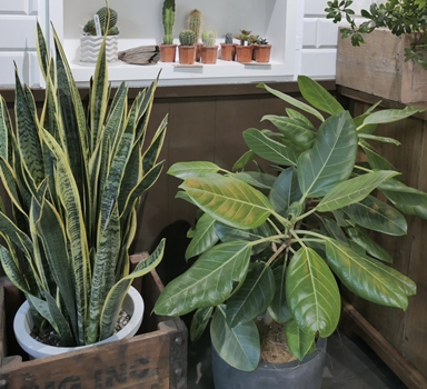House plants
